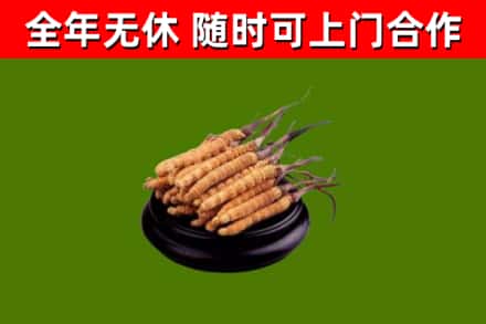 辽宁回收散虫草